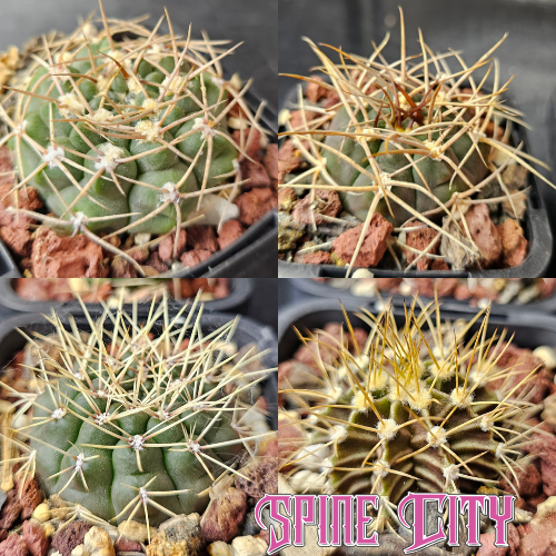 gymnocalycium cactus bundle 4 plants prominent spines compact structured forms