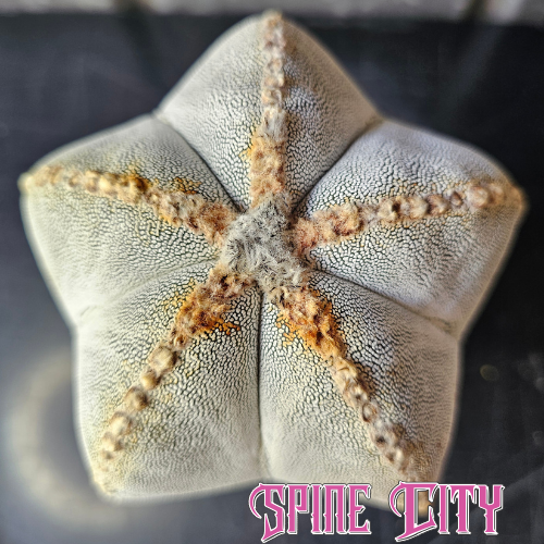 Large Astrophytum myriostigma cv. Onzuka cactus with bold white Onzuka patterning