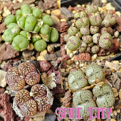 Conophytum bundle (4 plants) – curious miniature succulents grown from seed, Spine City Australia