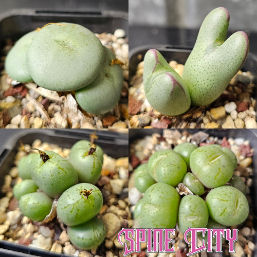 Conophytum bundle of 4 seed-grown unusual forms with quirky character.