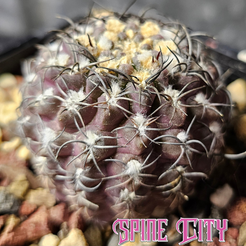Select Eriosyce hybrid with a deep purple notched body and distinctive dark spines.