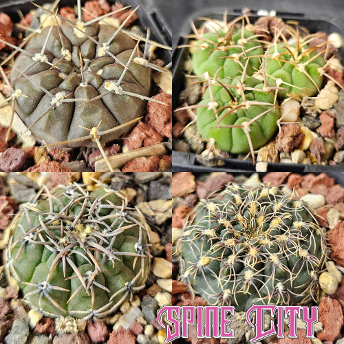 gymnocalycium cactus bundle 4 plants slow grown compact cactus selection
