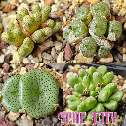 Conophytum bundle (4 plants) – assorted miniature succulents grown from seed, Spine City Australia