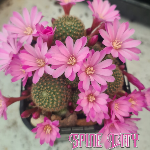 Rebutia perplexa cactus cluster with small heads and abundant pink flowers
