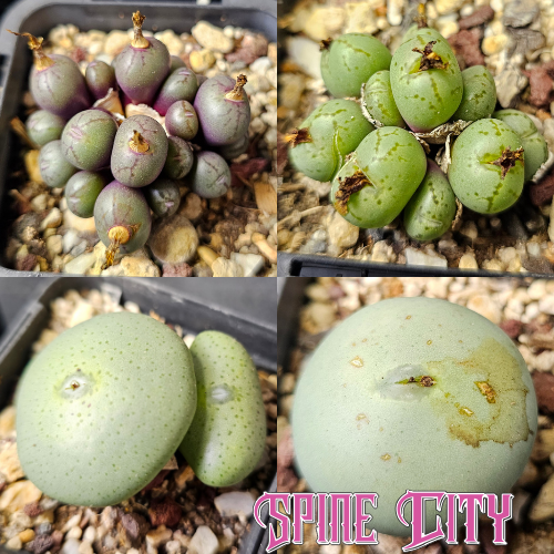 Conophytum bundle – 4 plants (Miniature Gems)