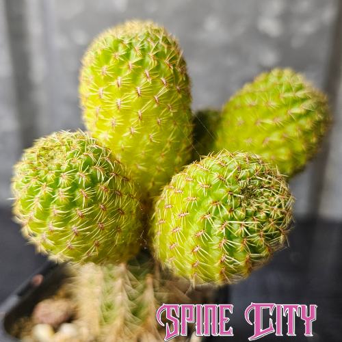 Sulcorebutia lepida cactus with multiple heads and distinctive lime green colouring 