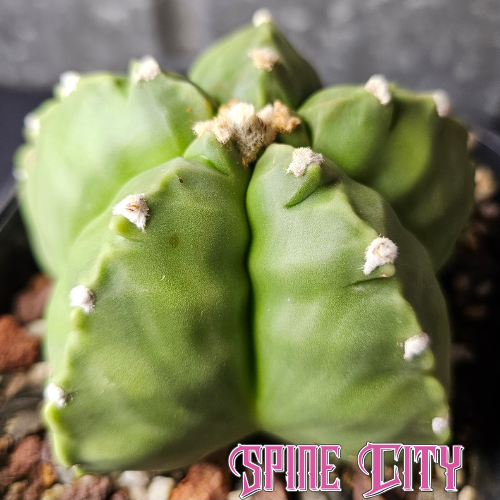 Astrophytum myriostigma cv. Kikko cactus with green skin and developing kikko notching