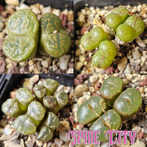 Conophytum bundle of 4 seed-grown plants, compact and ideal for planters.