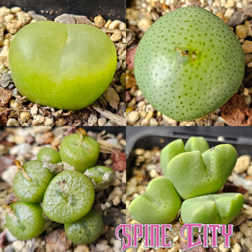 Conophytum bundle of 4 seed-grown mixed forms with seasonal colour.