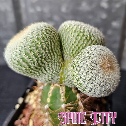 Epithelantha unguispina cactus with tight white spines and three distinct heads growing together