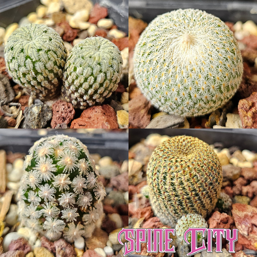 miniature cactus bundle 4 plants unique forms unusual shapes compact cactus