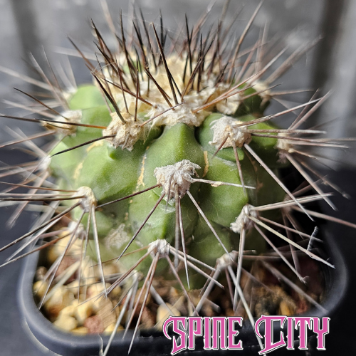 Mature Copiapoa humilis ssp. longispina with earthen green skin, pronounced spines and a soft woolly crown.