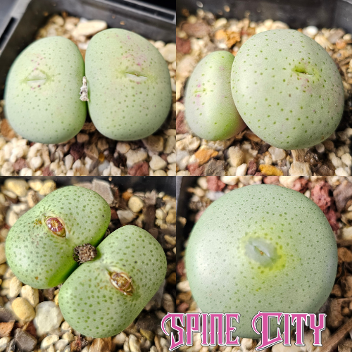Conophytum bundle of 4 seed-grown miniature winter growers.