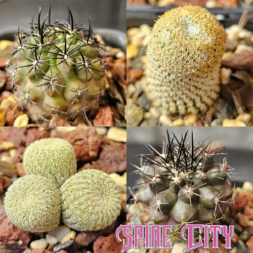 cactus bundle 4 plants dark and white contrast forms compact cactus mix