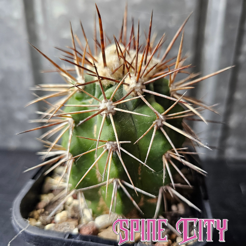 Copiapoa alticostata with a stout green body, formidable spines and a woolly crown.