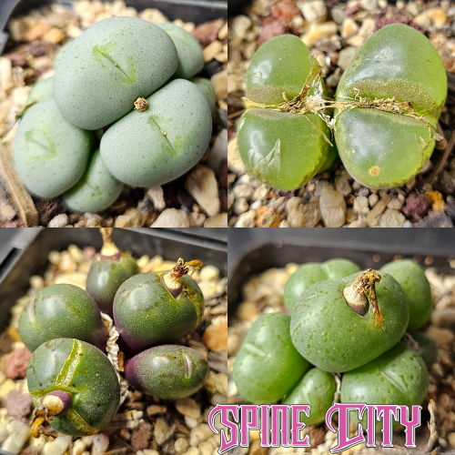 Conophytum bundle of 4 seed-grown unusual forms with quirky character.