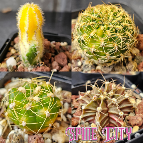 variegated cactus bundle 4 plants mixed colour patterns compact cactus