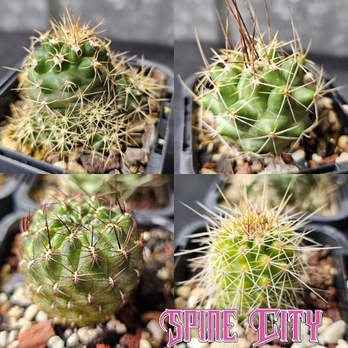 Mixed cactus bundle with Echinocereus, Thelocactus, and Sulcorebutia species.