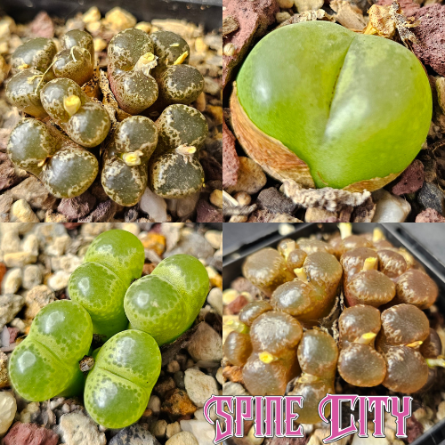 Conophytum bundle (4 plants) – unusual miniature succulents grown from seed, Spine City Australia