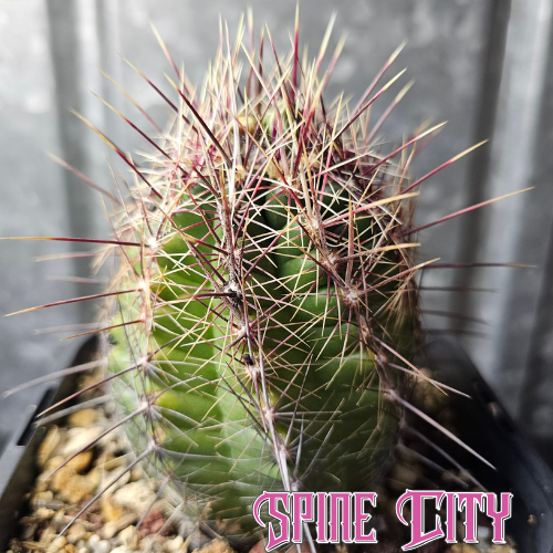 Thelocactus sp unique cactus with tight notches green body and structural spines showing classic thelo character