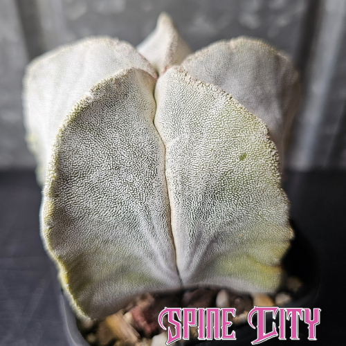 Astrophytum myriostigma Thai hybrid with ultra-dense, fine flocking across the body