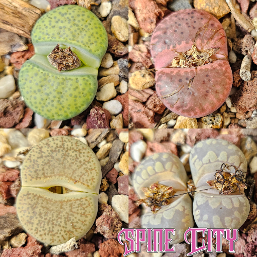 Lithops bundle (4 plants)