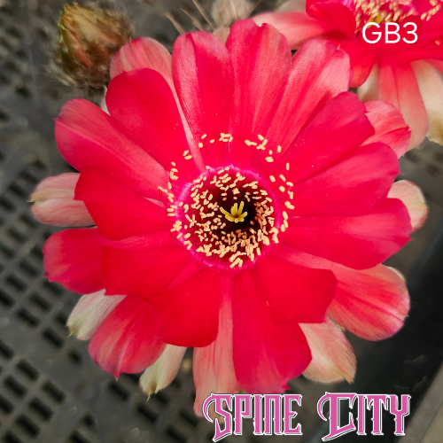 Lobivia hybrid GB3 bright red cactus flower with peach and cream outer petals, strong contrast 1-Code Spine City