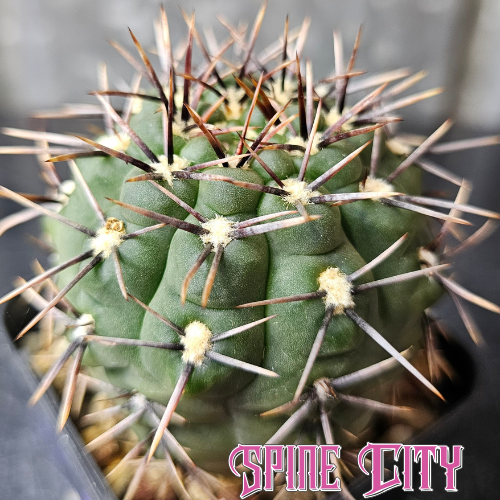 Gymnocalycium borthii WP64-78A dark body cactus with rugged desert look and sharp angular spines