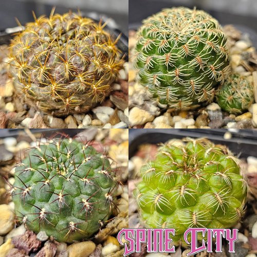 Cactus bundle - 4 plants collector Sulcorebutia clumping mix with long-blooming forms grown from premium seed