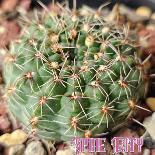 Gymnocalycium papschii cactus with compact growth and showy flowers