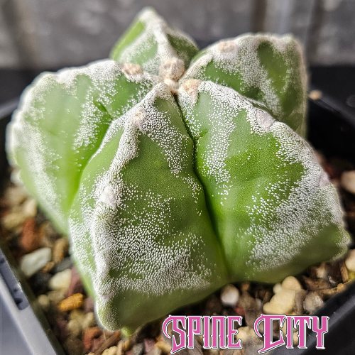 Astrophytum myriostigma cactus star shape with speckled flocking grown from Thai seed