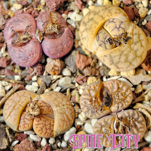 Four assorted seed-grown Lithops displaying different colours and markings, photographed as a variety pack of living stones.