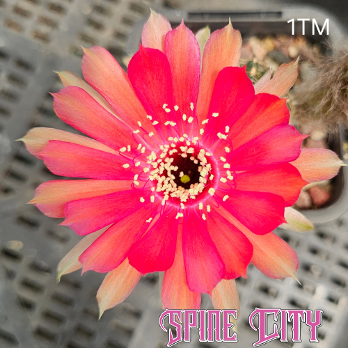 Lobivia hybrid 1TM fire engine red peach and orange bloom spaced petals explosive form