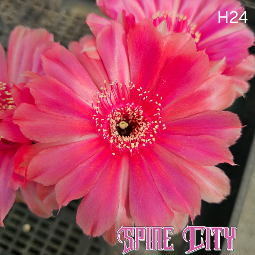 Lobivia hybrid H24 with peach, salmon and pink tones brushed across soft, vibrant petals