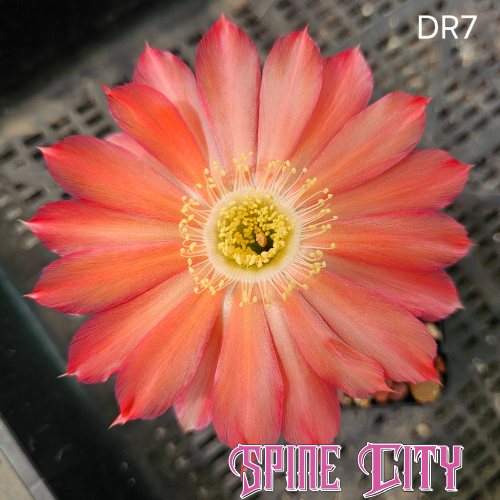 Large open Lobivia hybrid (DR7) flower in deep burnt orange with subtle magenta edging and wide petal presentation.