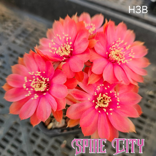 Lobivia hybrid H3B heavy flowering pink red blooms covering plant multiple flowers