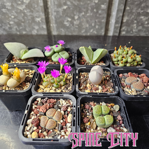Panic Squirrel - 10 plants