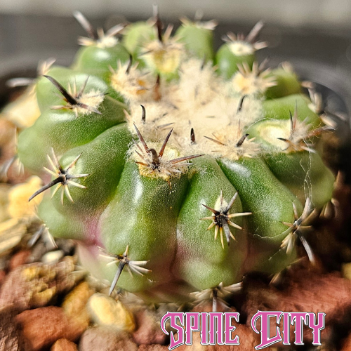 Parodia occulta cactus with unusual form and distinctive spines