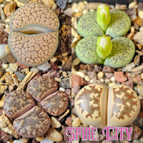 Lithops bundle 4 plants seasonal selection varied textures