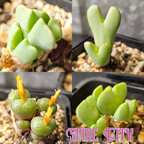 Conophytum bundle (4 plants)