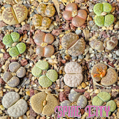 Lithops cactus bundle featuring 16 plants with mixed forms, colours, and surface patterns