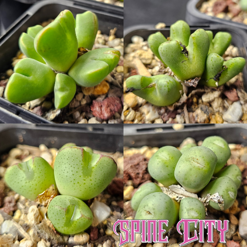 Conophytum bundle of 4 seed-grown miniatures with varied forms and markings.