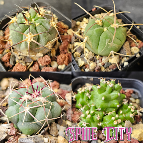 cactus bundle 4 plants strong spines mixed forms compact cactus selection