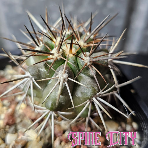 Copiapoa fiedleriana with ferocious spines and developing frosty skin.