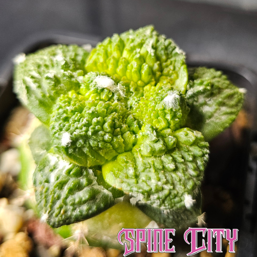 Ariocarpus cv. Super Godzilla cactus with deep green colour and heavily textured, thick leaves growing in a pot