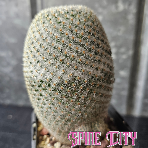 Large Mammillaria supertexta with dense white spines