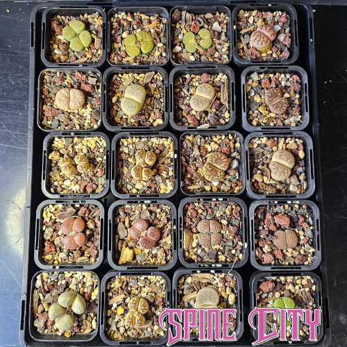 Bulk Lithops plant bundle featuring 20 mixed plants with varied colours, forms, and surface markings