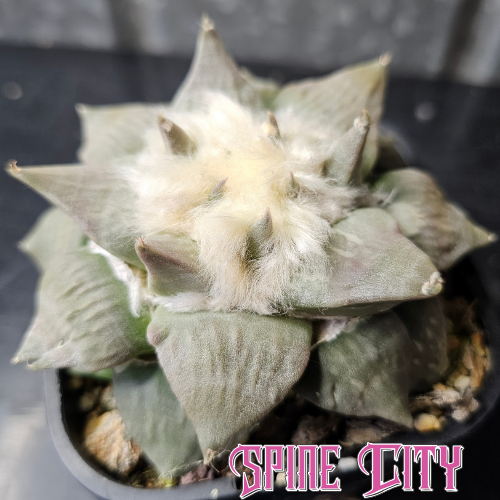 Ariocarpus hybrid with sharply defined form, frosty blue-green and slate tones, and a fluffy woolly crown.