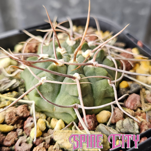 Gymnocalycium sp. with a flattened notched body, deep earthen green colouring and unusual twisting spines.