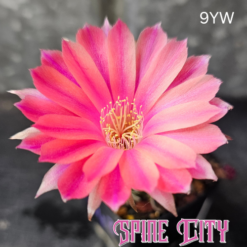 Lobivia hybrid 9YW vibrant coral and pink cactus flower with saturated gradients of pink and bold layered tones 1-Code